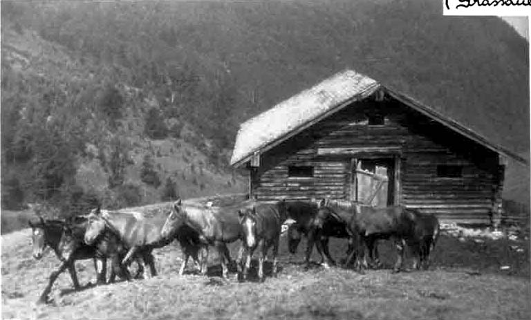 1955