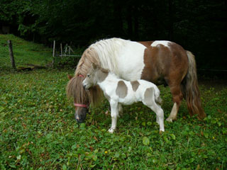 Fohlen